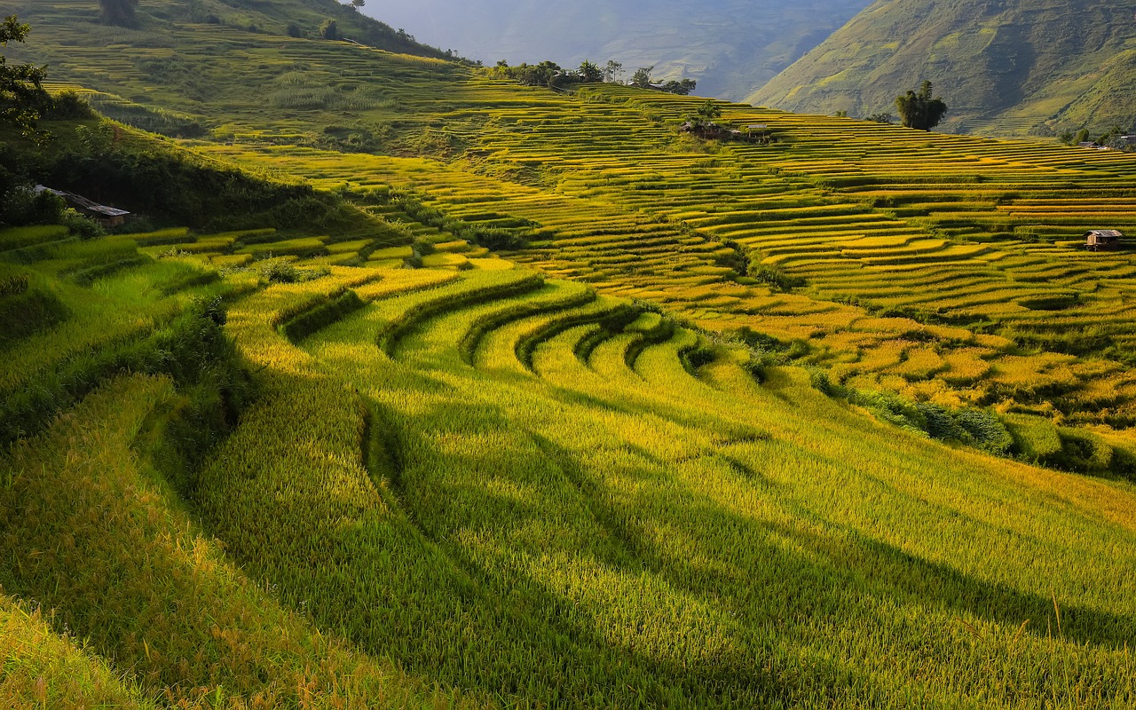 mountain, field, terraces, paddy, soil, rice, vietnam, paddy, nature, soil, soil, soil, soil, soil, rice, vietnam, vietnam, vietnam